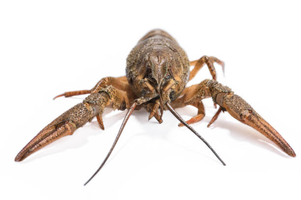 istock alive crayfish isolated on the white background 806404912