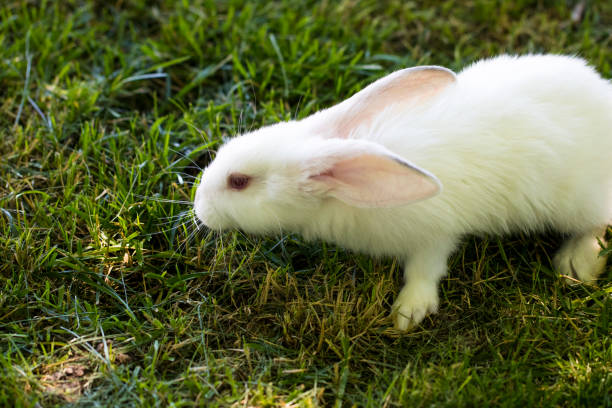 istock Little funny rabbit running on the field in summer 806405452