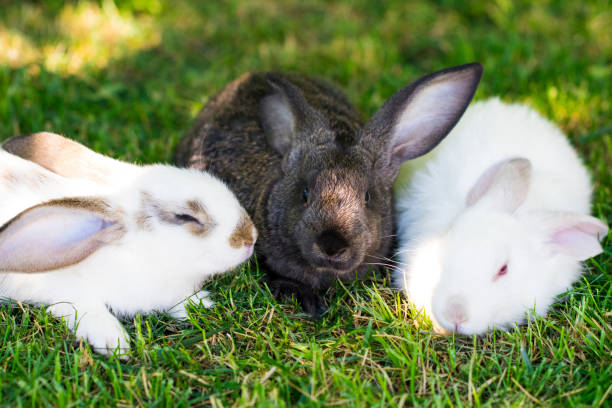 istock three rabbits in green grass on the farm 806405518