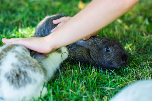 istock rabbit in Green Grass with small child and rabbits in the background blurred 806405538
