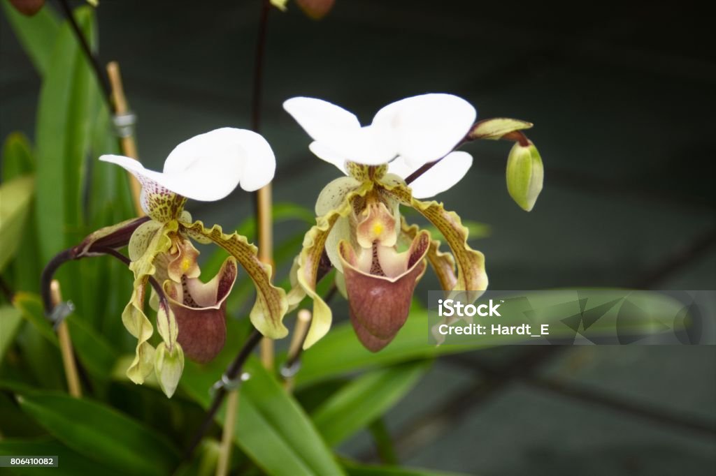 Foto de Bela Orquídea Princesa Sapatinho Paphiopedilum e mais fotos de  stock de Beleza - Beleza, Beleza natural - Natureza, Botânica - Assunto -  iStock