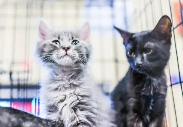 Portrait of one grey and white russian blue tabby tiny kitten in cage waiting for adoption