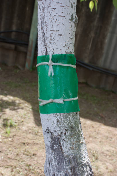 istock adhesive tape to protect wood from ants 806410322