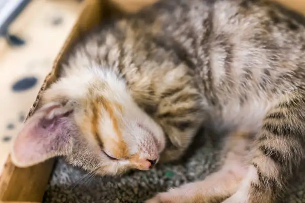 Portrait of one tabby kitten in cage sleeping in litterbox waiting for adoption