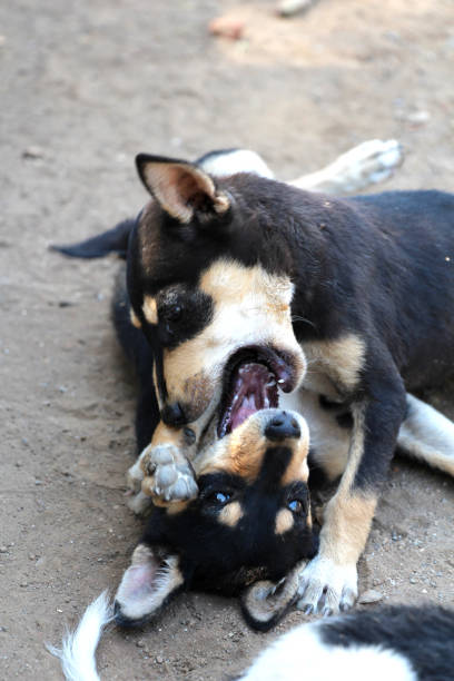 istock Two dogs fighting or kissing 806415240