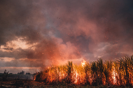 A field of sugar cane burning before it is harvested.