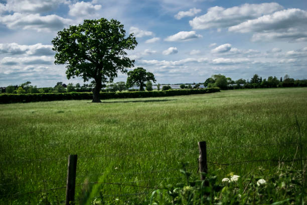 istock Picture of nature.Tree. 806416306