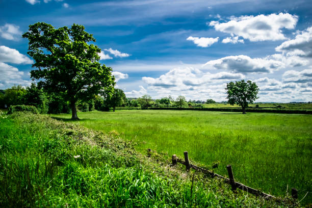 istock Picture of nature.Two trees on a meadow. 806421726