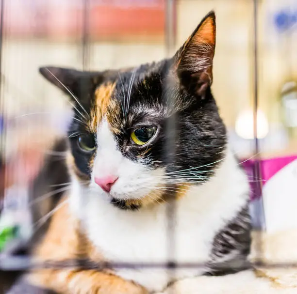 Portrait of one adult calico cat lying down in cage waiting for adoption scared