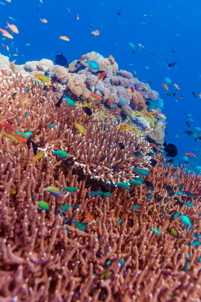 istock Fishes and Sea Bottom of Ecosystem 806425838