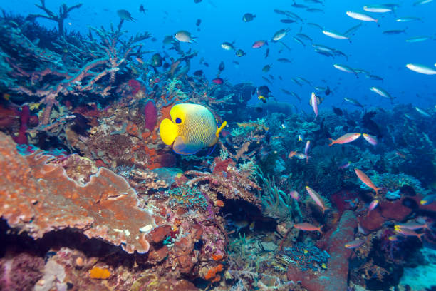 istock Fishes and Sea Bottom of Ecosystem 806425848