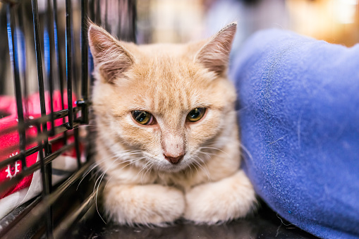 Portrait of one sad pale orange ginger kitten in cage waiting for adoption