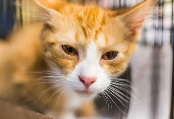 Portrait of one sad orange ginger kitten in cage waiting for adoption