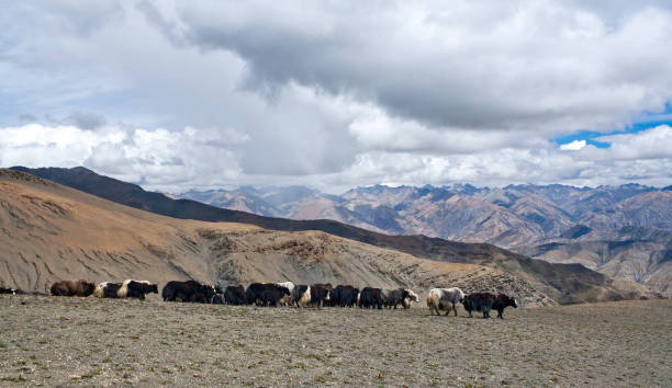 istock Caravan of yaks in Dolpo, Nepal 806428752