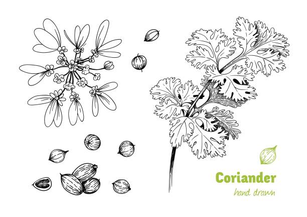 illustrazioni stock, clip art, cartoni animati e icone di tendenza di pianta di coriandolo, fiori, foglie e semi illustrazione disegnata a mano - coriander seed immagine