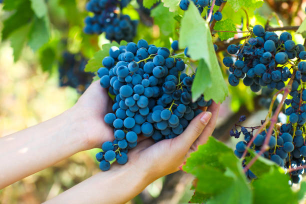 istock Grapes harvest. Farmer with freshly harvested grapes. 806438730
