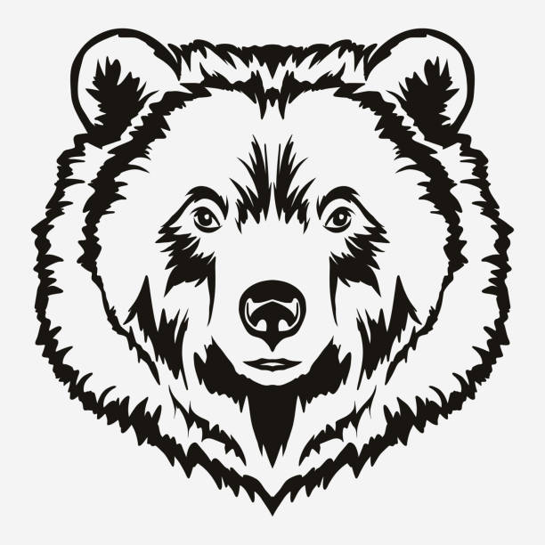 Bear head cartoon vector Bear head cartoon, Grizzly Mascot Hand drawn Emblem, Wild animal t-shirt design. Vector bear face stock illustrations