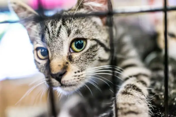 Portrait of one tabby kitten playing in cage waiting for adoption