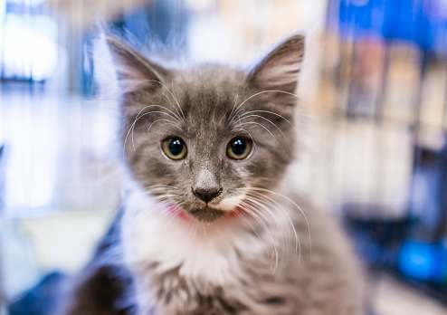Portrait of one grey and white russian blue tiny kitten in cage waiting for adoption