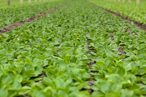 Corn salad growing. A field of Corn Salad growing in a greenhouse. corn salad stock pictures, royalty-free photos & images