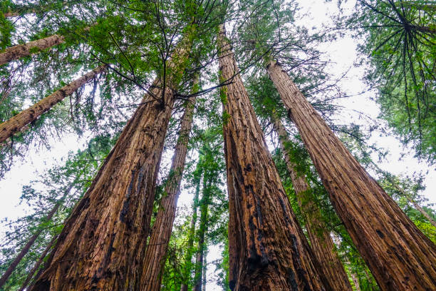 istock Redwood Forest with giant red cedar trees 806451718