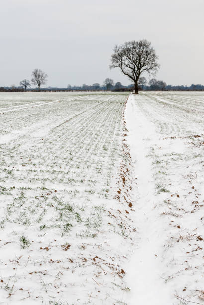 Oak in the grain field Oak in an arable land in the Wesermarsch in winter erde stock pictures, royalty-free photos & images