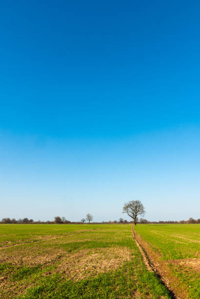 Oak in the grain field Oak in an arable land in the Wesermarsch in spring erde stock pictures, royalty-free photos & images