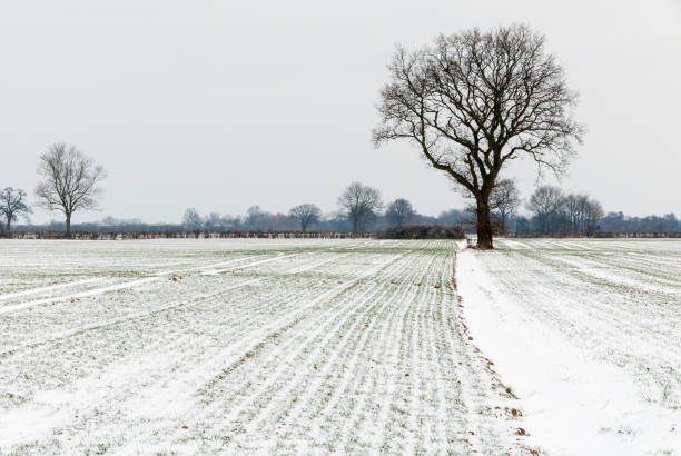 Oak in the grain field Oak in an arable land in the Wesermarsch in winter erde stock pictures, royalty-free photos & images