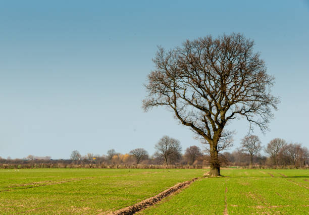 Oak in the grain field Oak in an arable land in the Wesermarsch in spring erde stock pictures, royalty-free photos & images