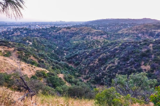 istock Hollywood Hills in Los Angeles 806456538