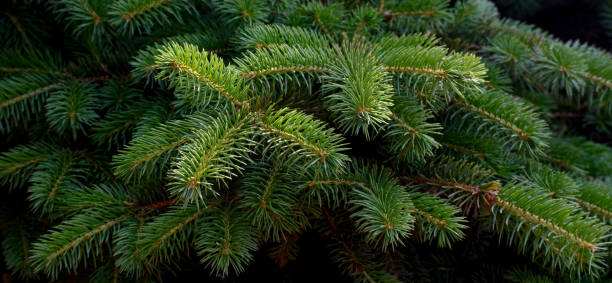 istock Fluffy fir tree brunch close up. 806456548
