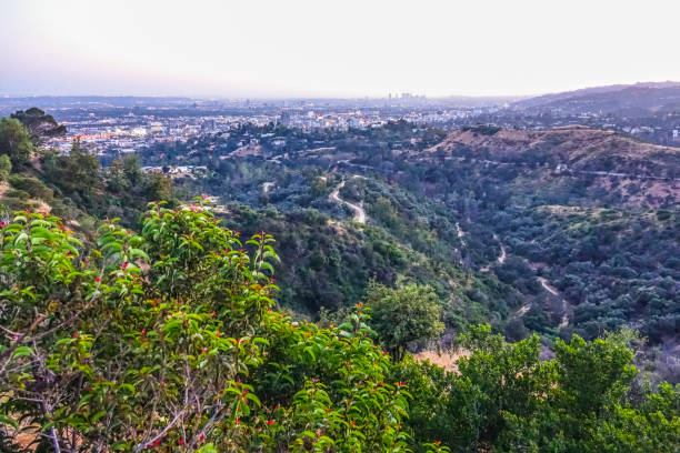 istock Hollywood Hills in Los Angeles 806456616