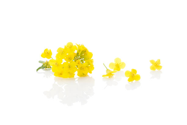 Rapeseed flower isolated on white. stock photo