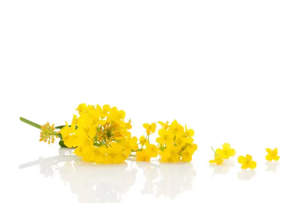 Rapeseed flower isolated on white background.