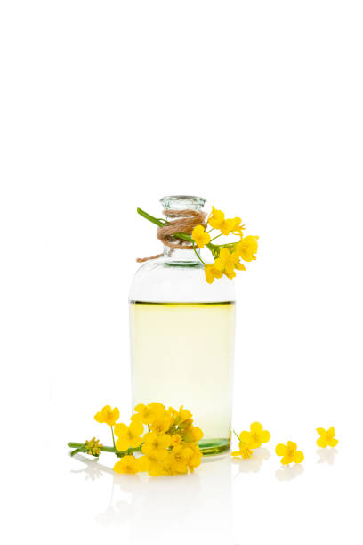 istock Rapeseed oil and flower. 806461338