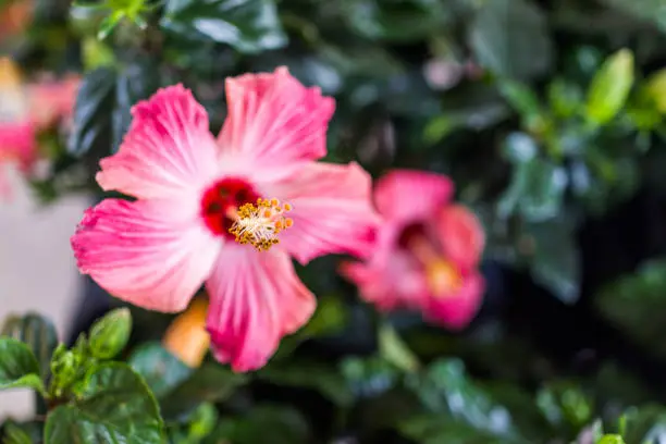 Macro closeup of one pink hibiscus flower showing detail and texture against bokeh background of green leaves