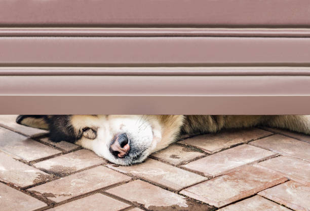 istock Head of the dog. 806479000