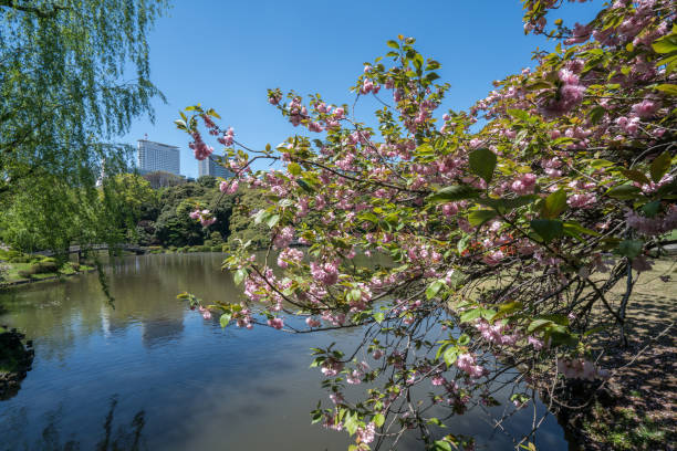 istock Sakura, Japanese cherry blossom blooming in spring 806489446