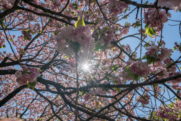 istock Sakura, Japanese cherry blossom blooming in spring 806489824