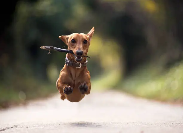 a flying dog