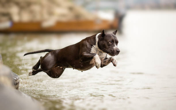 istock American Staffordshire Terrier in jump 806504468