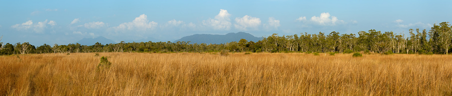 Biome Savanna sunset time with Panoramic scene at Tropical Deciduous Forest. Koh Pratong Marine Nationalpark. Phangnga Province. Thailand