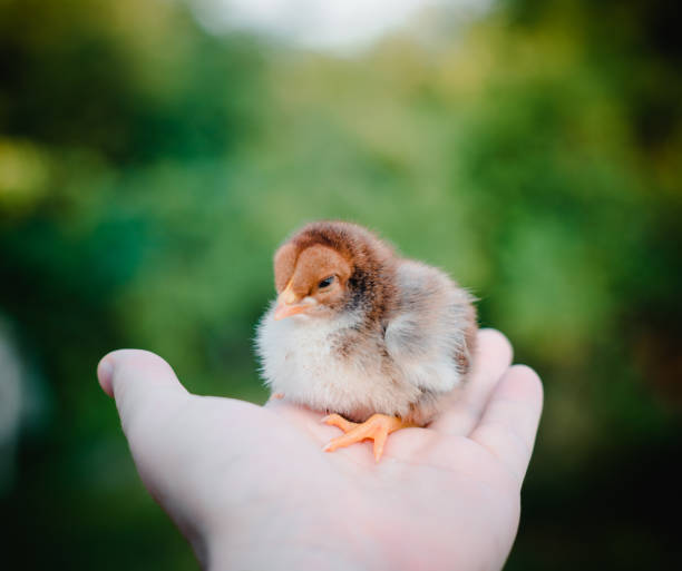 istock A small brown chick in a man's hand. Great plan. 806515948