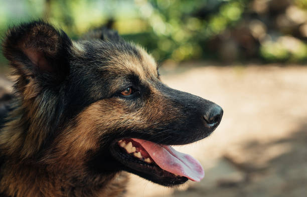 istock Portrait of a yard dog. A great plan. 806532132