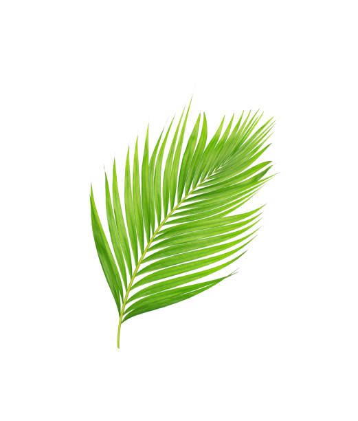 istock green leaves of palm tree isolated on white background 806552780