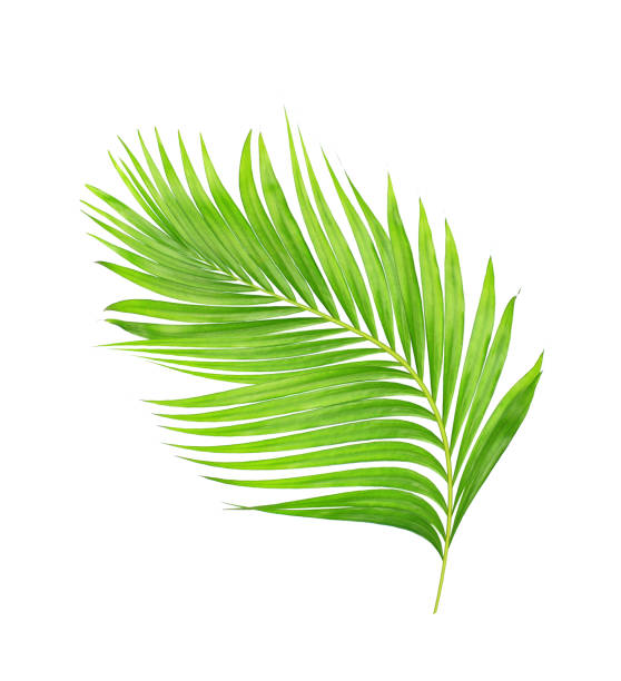 istock green leaves of palm tree isolated on white background 806552794