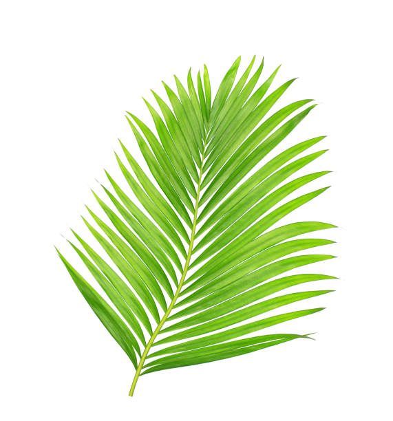 istock green leaves of palm tree isolated on white background 806552796