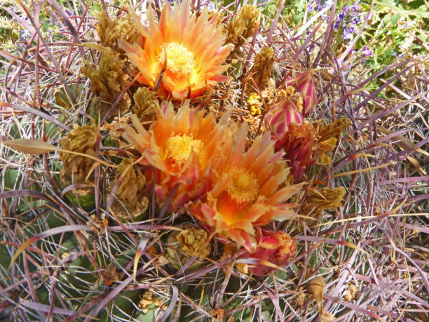 istock Gorgeous Tucson Desert Beauty 806556040