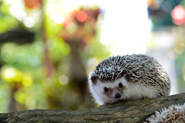 istock Young hedgehog in natural habitat ,Hedgehog  bokeh  background 806556712