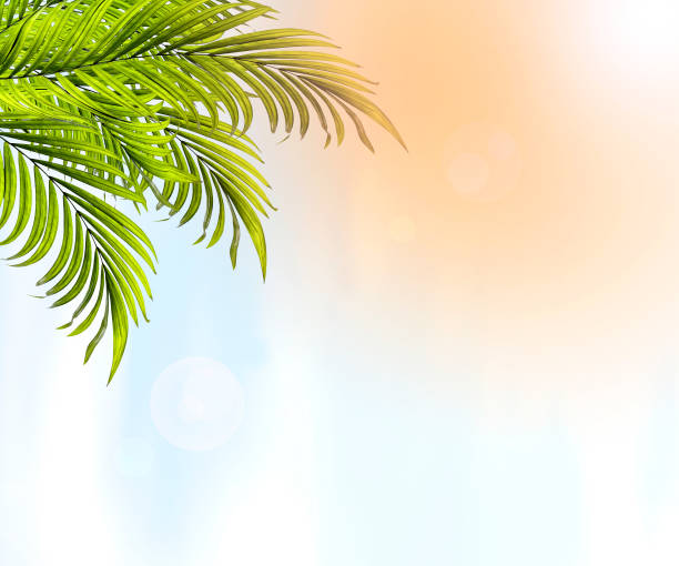 istock Green leaf of palm tree background 806559538